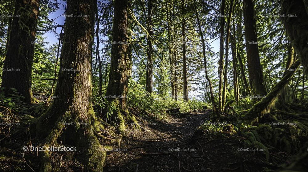 Sunlit Path Through a Lush Green Forest
