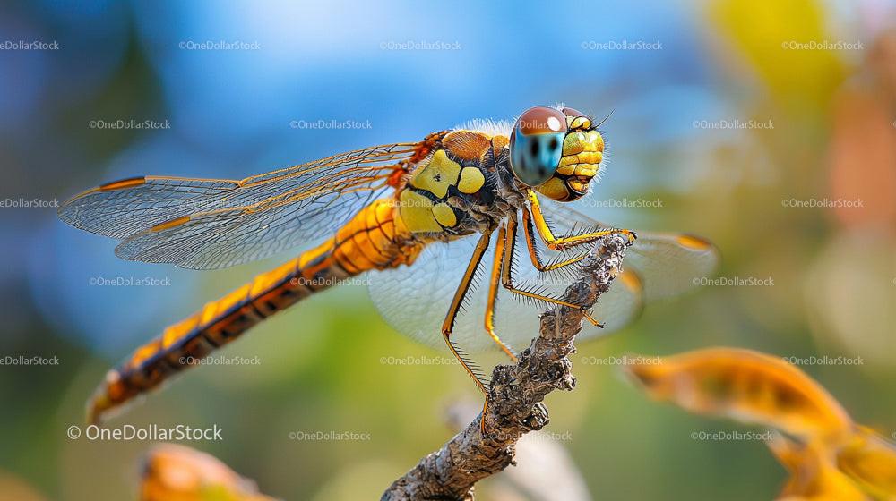 Vibrant Dragonfly Perched on a Branch