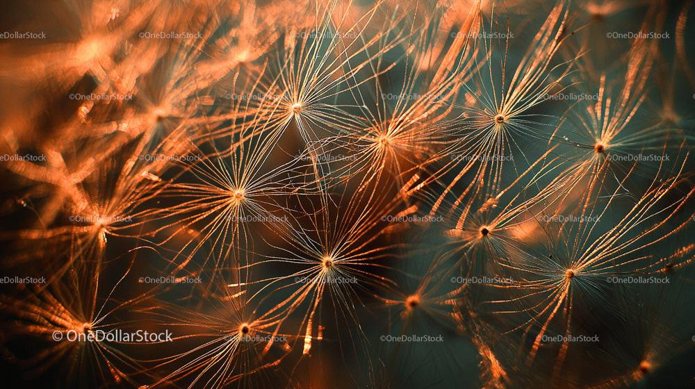 Macro Close-up of Delicate Dandelion Seeds