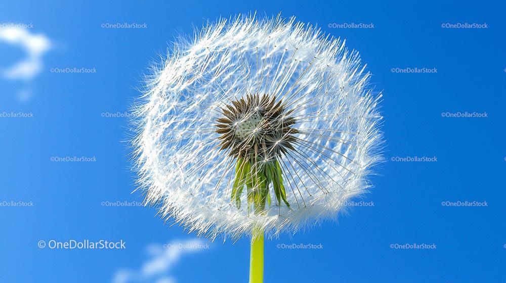 Close-up of a Dandelion Against a Clear Blue Sky