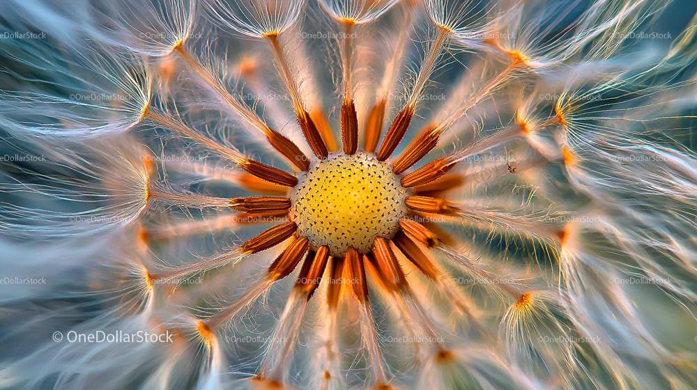 Close-up of Dandelion Seed Head with Vibrant Colors