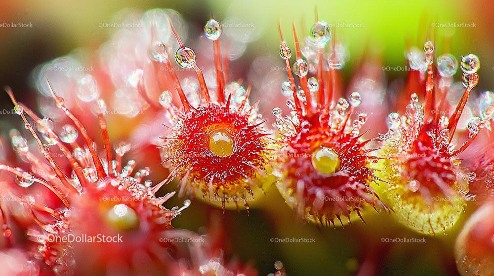 Close-Up of Dew-Covered Red Sundew Plant