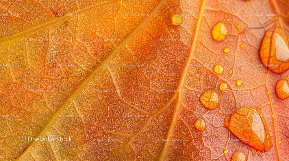 Macro Shot of an Autumn Leaf with Water Droplets