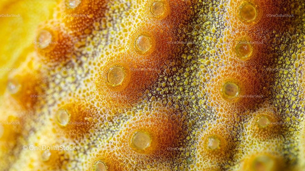 Closeup of Vibrant Starfish Surface Texture