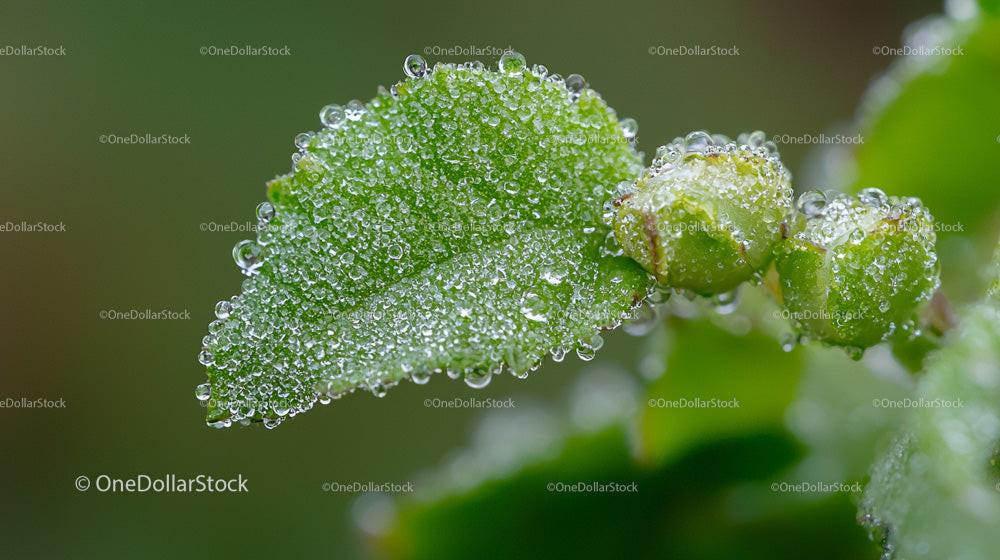 Close-up of Dew-Covered Green Leaf with Fresh Buds
