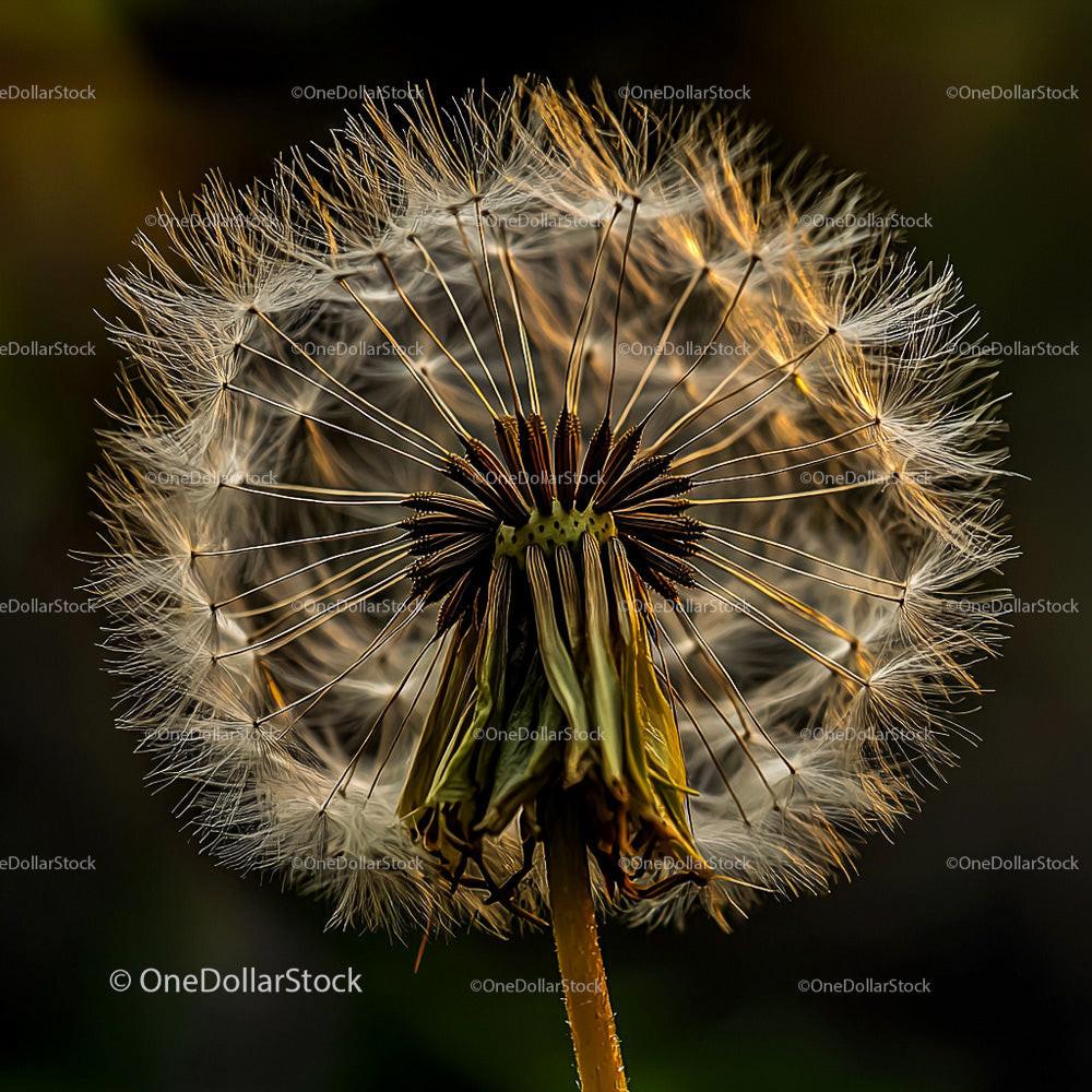 Intricate Dandelion Seed Head Captured in Gentle Morning Light