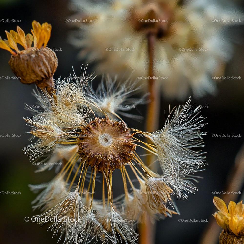 Close-Up of Dried Flower and Seed Heads in Autumn