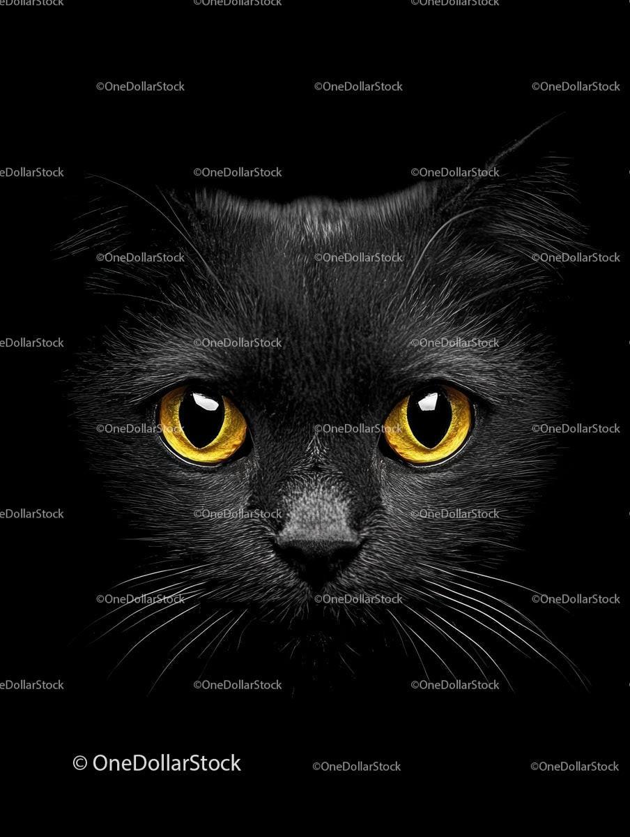 Intense Black Cat with Piercing Yellow Eyes