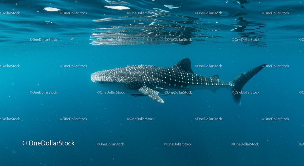 Majestic Whale Shark in Tranquil Blue Waters