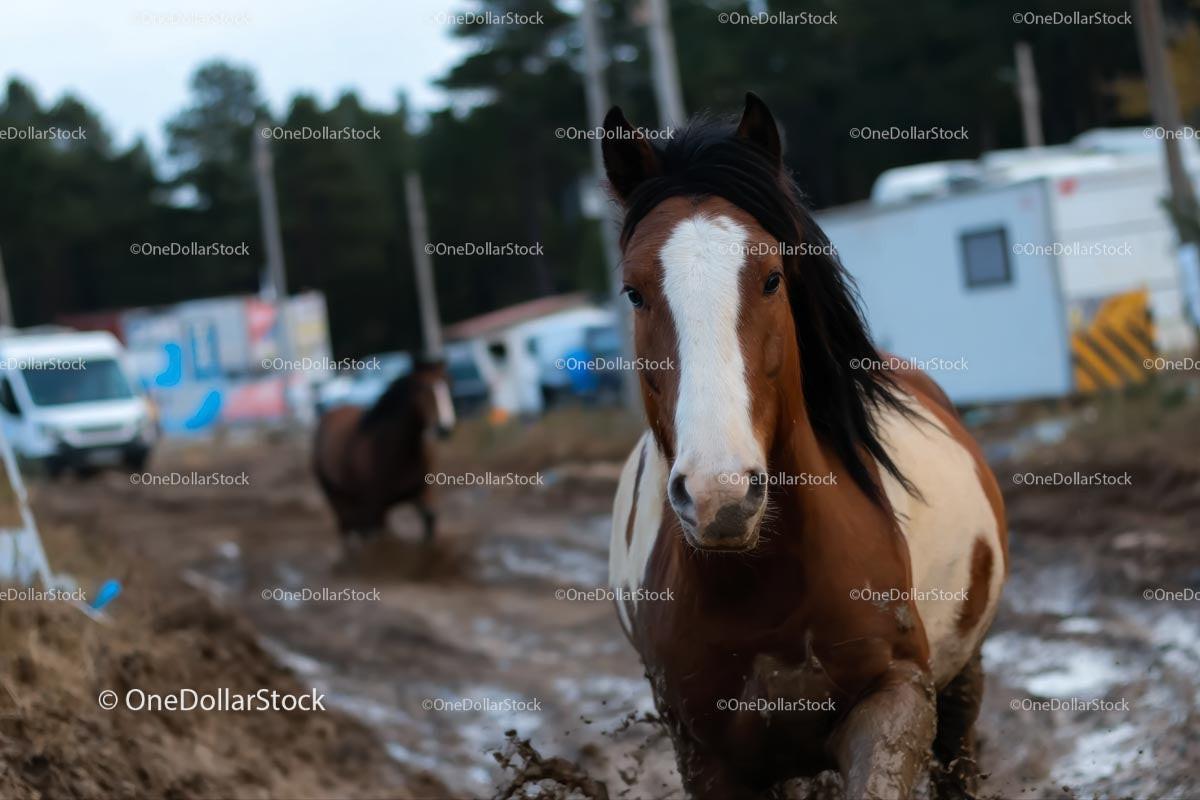 Brown and White Horse Galloping on Muddy Path