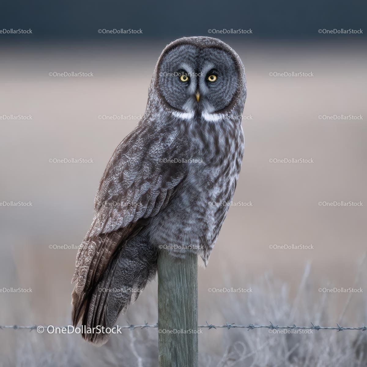 Great Gray Owl Perched Gracefully on Rustic Fence Post