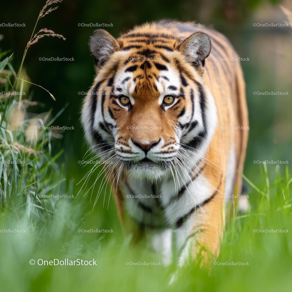 Majestic Bengal Tiger Stalking Through Lush Greenery