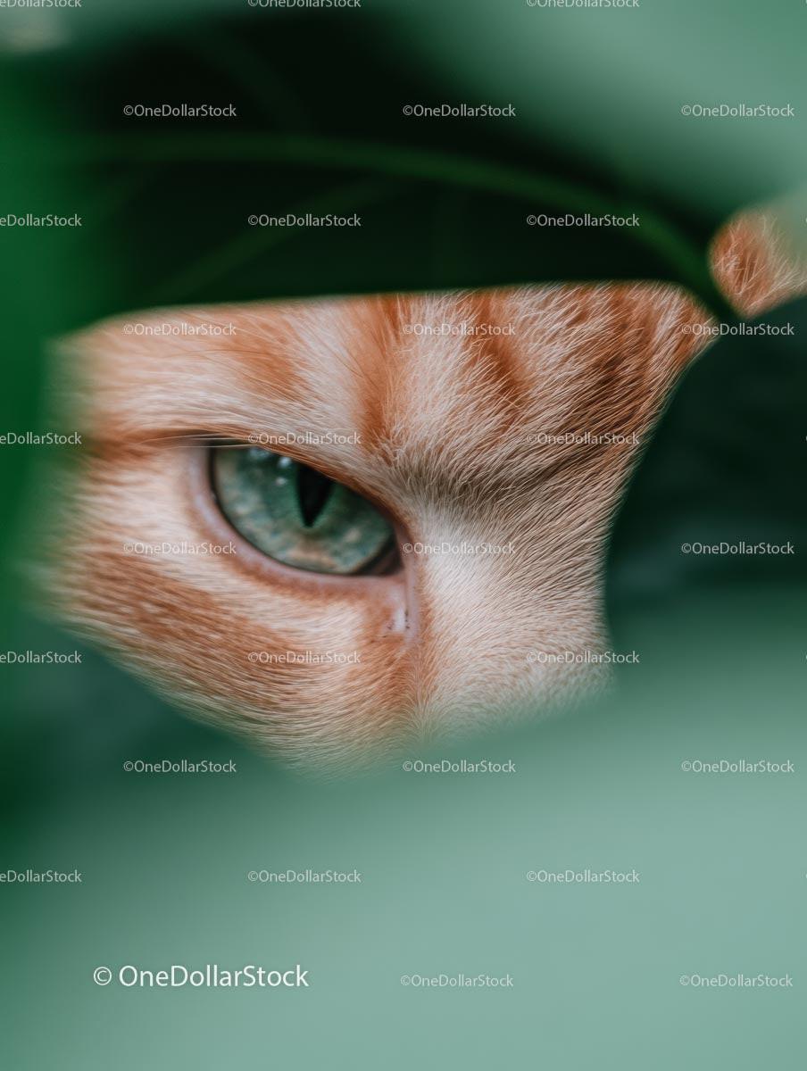 Ginger Cat Peeking Through Green Leaves