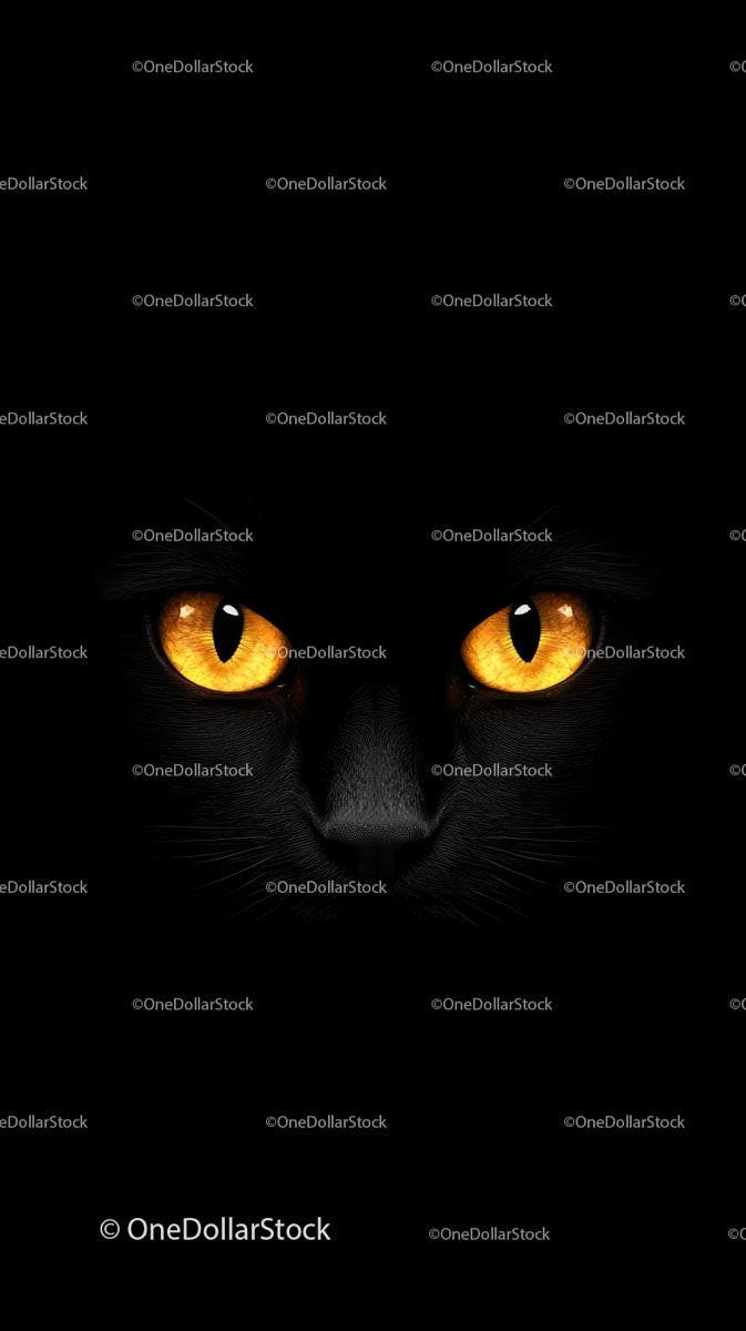 Black Cat with Mesmerizing Yellow Eyes in Darkness
