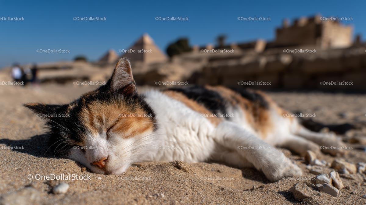 Calico Cat Sleeping Peacefully in Egyptian Desert