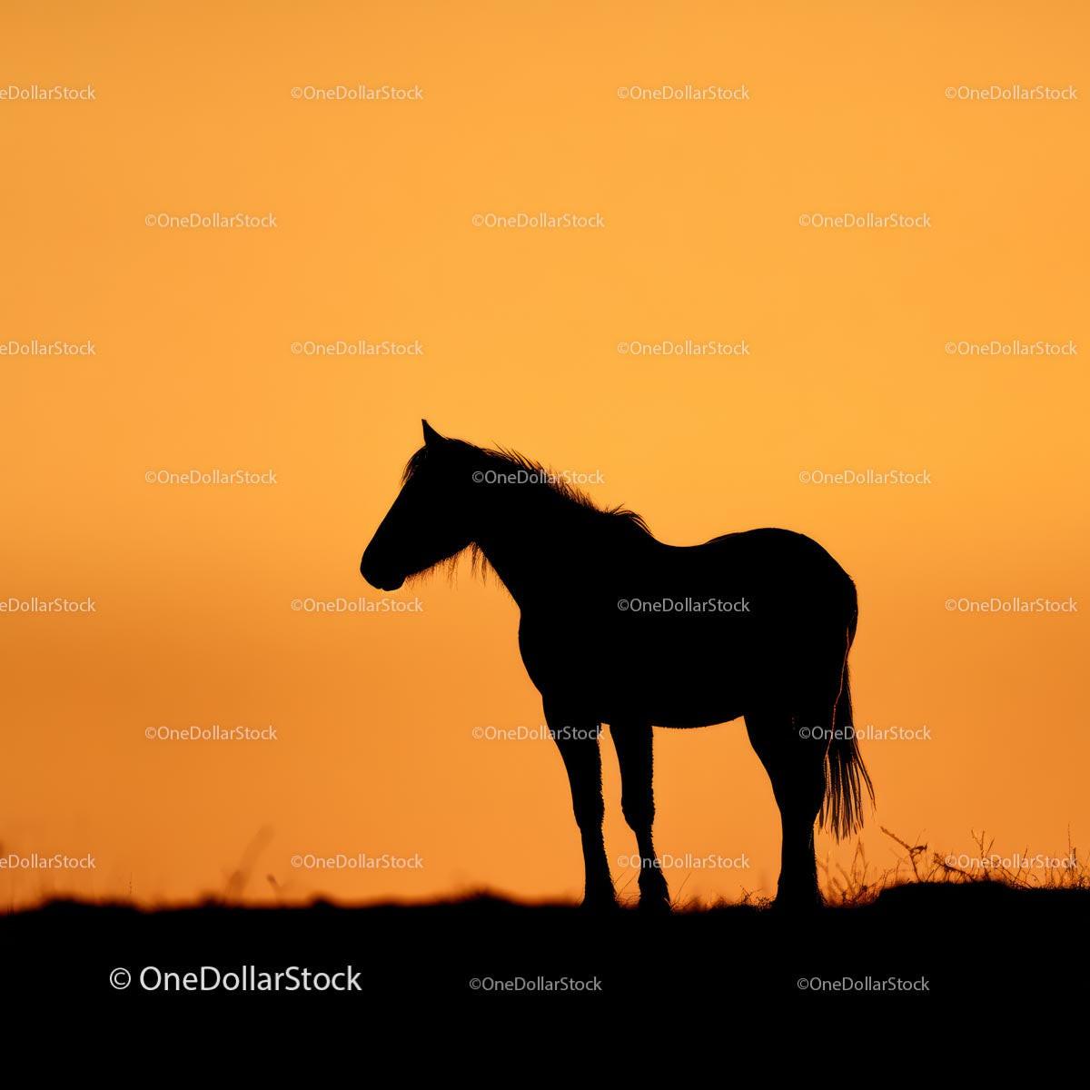 Silhouette of a Horse Against a Stunning Orange Sunset