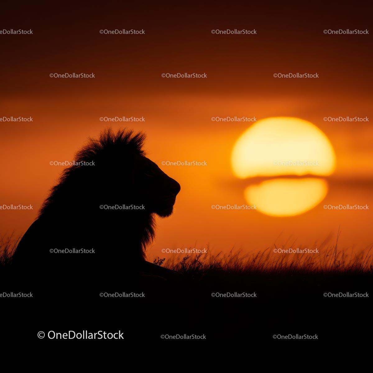 Majestic Lion Silhouette Against Vibrant Sunset