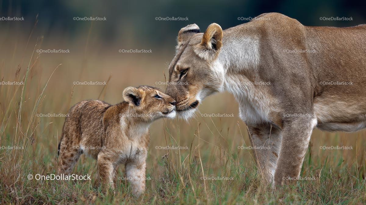 Lioness and Cub Bonding in African Savanna