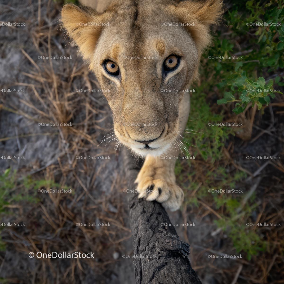 Curious Lion Gazing Through the Grass