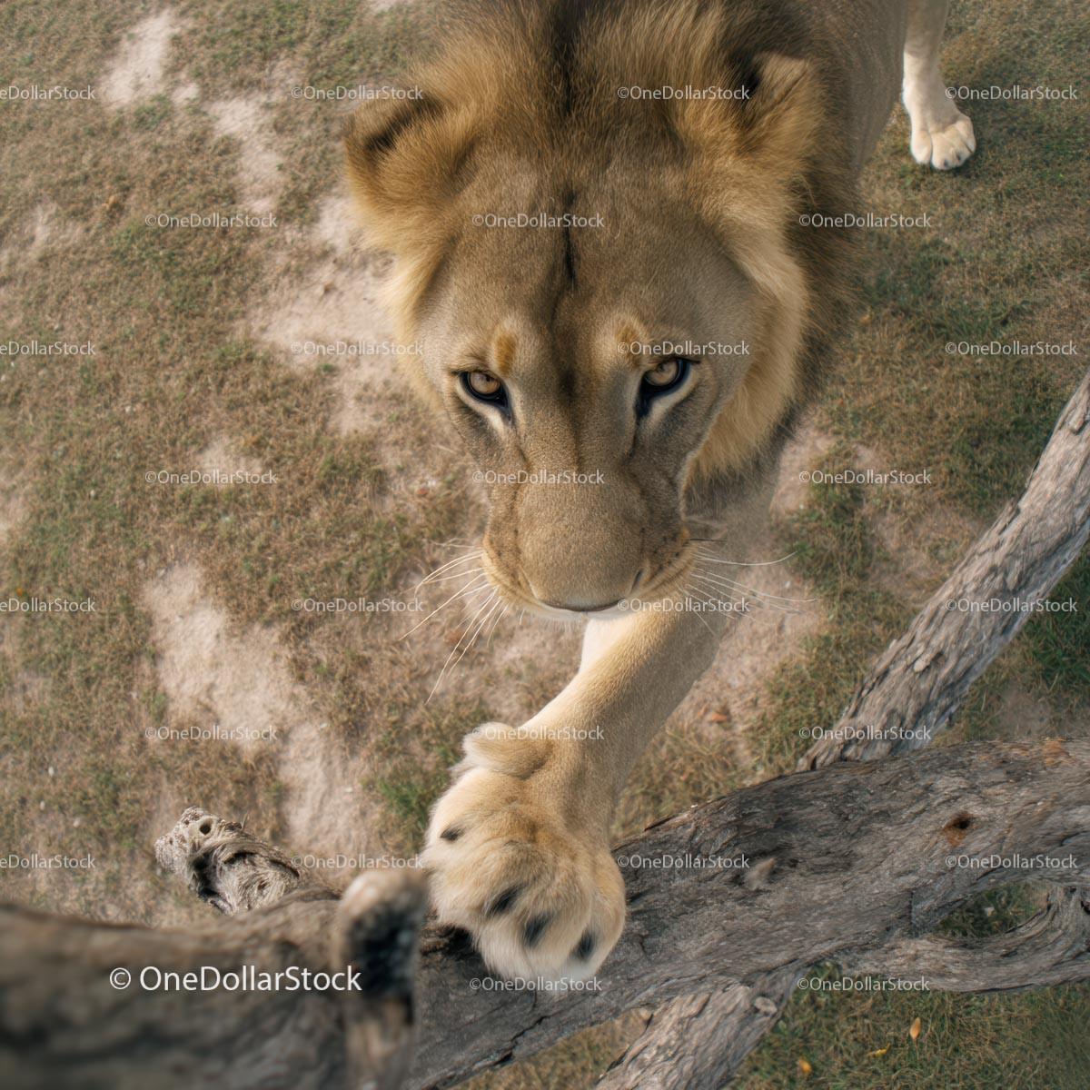 Majestic Lion Stepping Forward with Powerful Paw