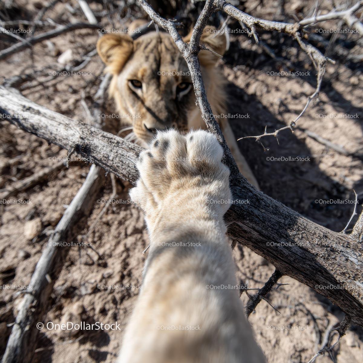 Lion Paw Reaching Through Branches in the Wilderness