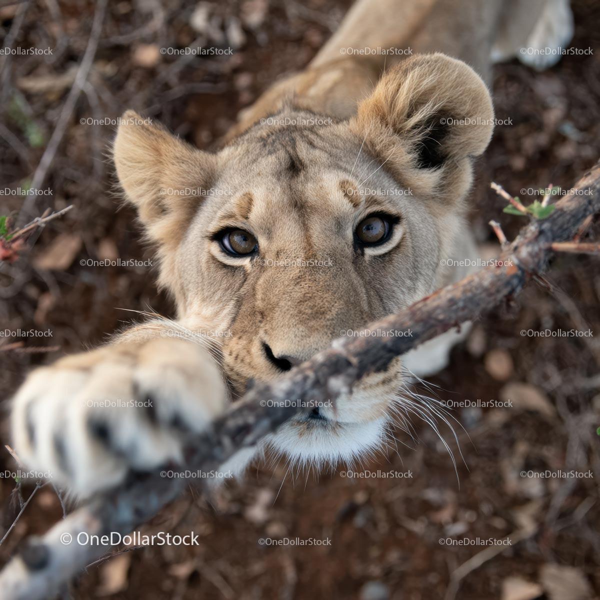 Curious Lioness Reaching for a Branch in the Wild