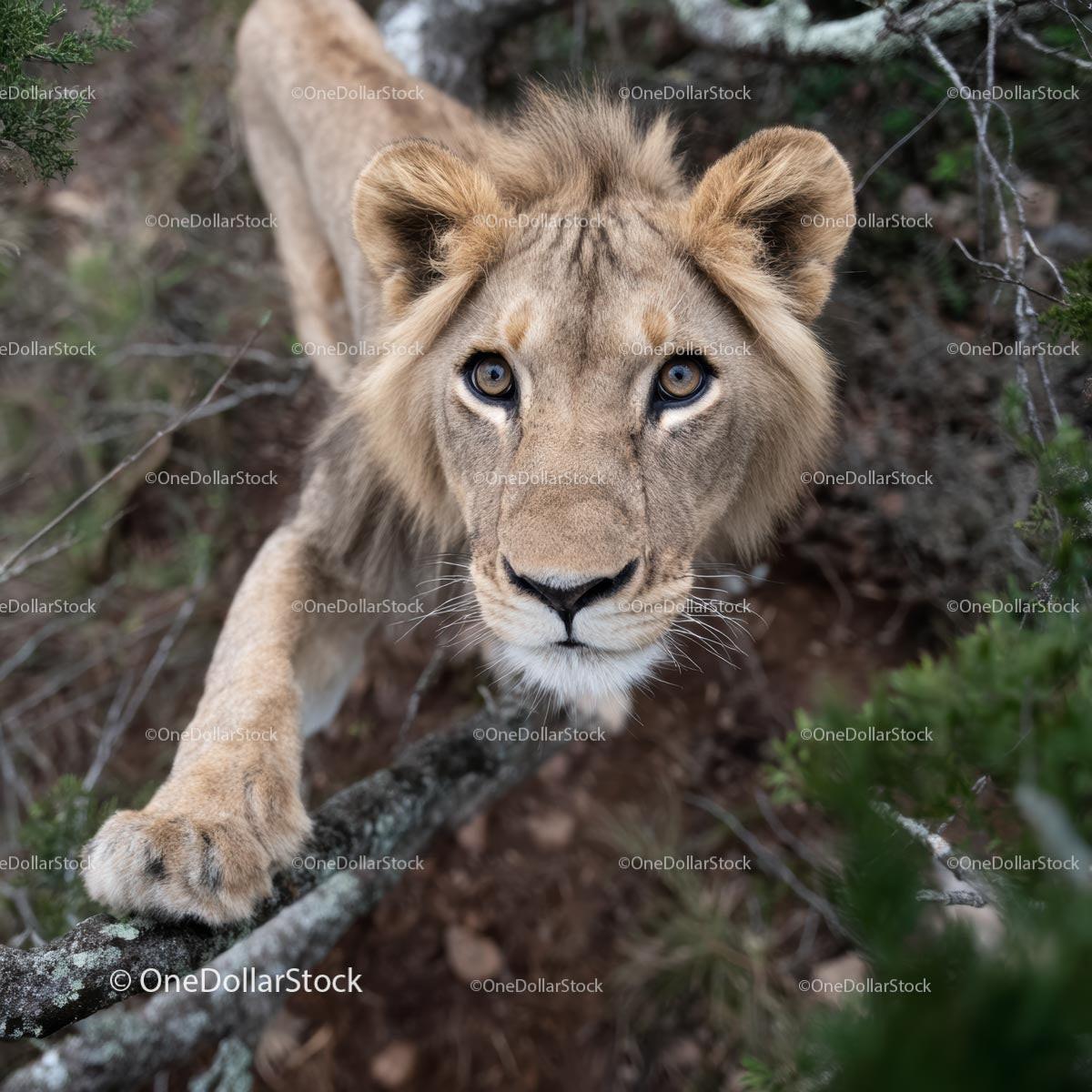 Majestic Lion in Natural Habitat Close-Up