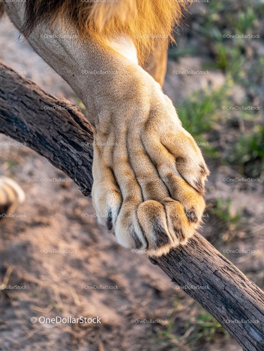 Close-up of Lion Paw on a Tree Branch