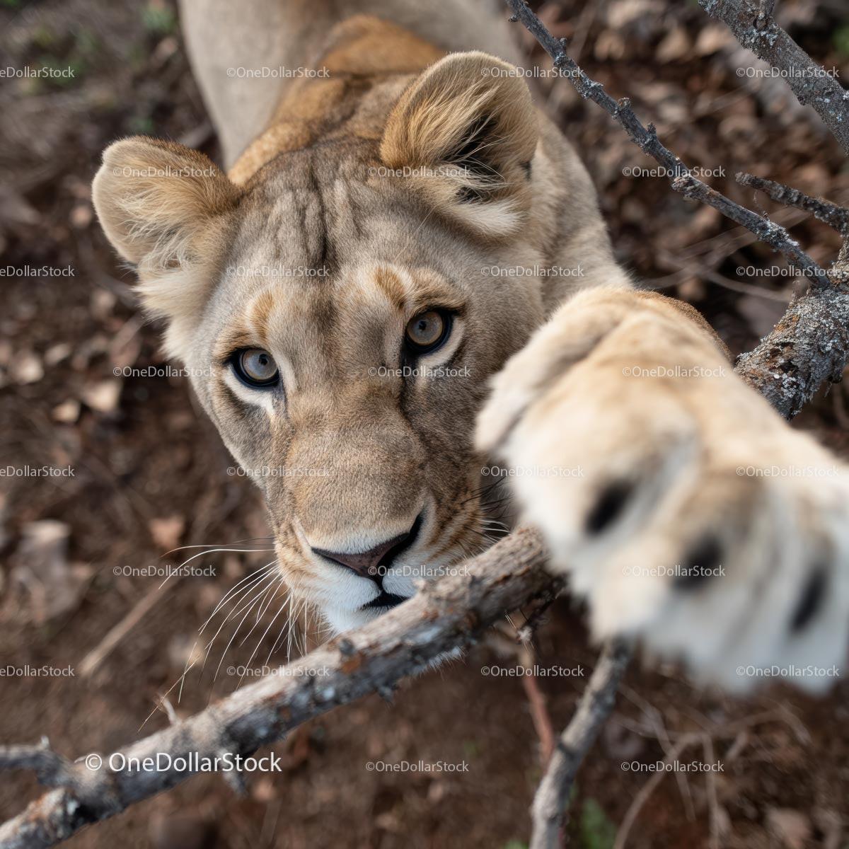 Curious Lioness Reaching Through Branches in the Wilderness