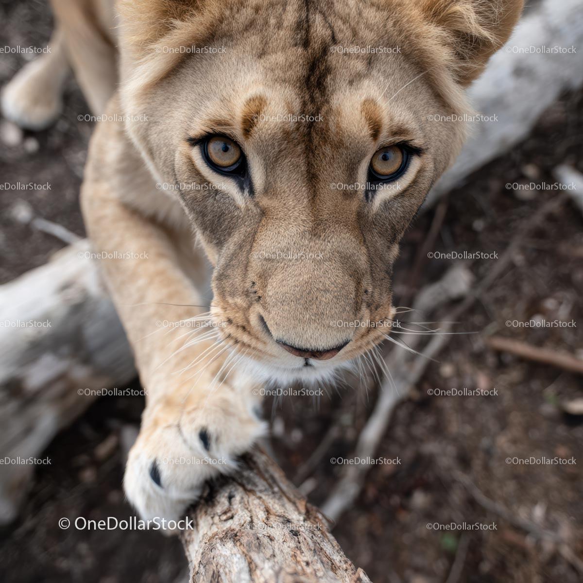 Close-Up of a Majestic Lioness in the Wilderness