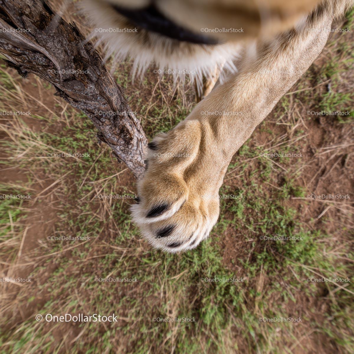 Close-Up of a Lion's Paw Gripping a Tree Branch