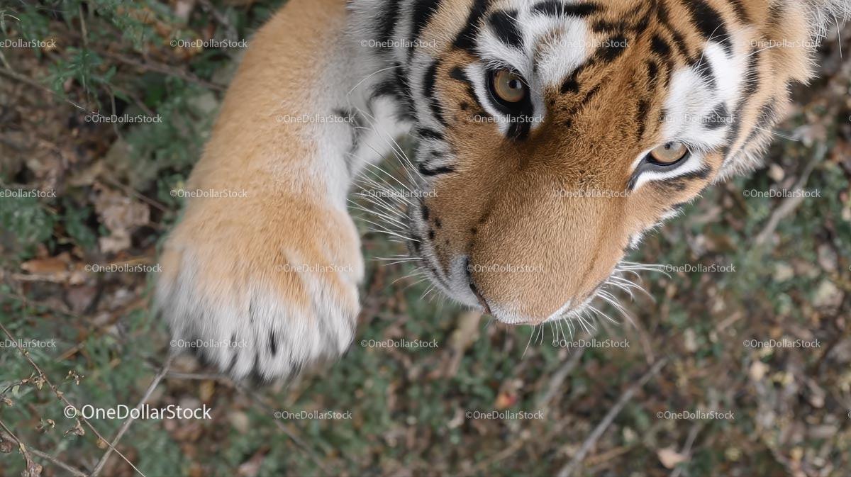 Close-Up of Majestic Tiger with Piercing Eyes
