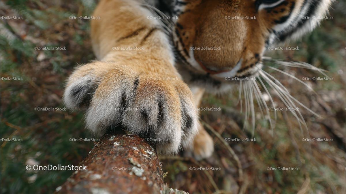 Majestic Tiger Paw in Wild Setting