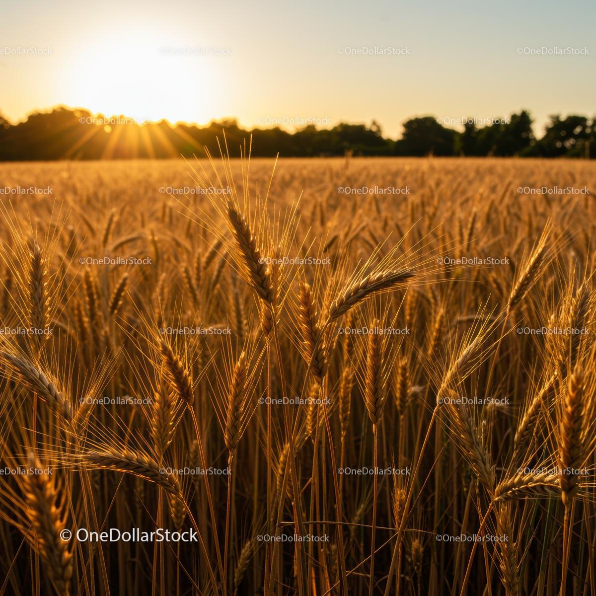 Golden Wheat Field at Sunset with Glowing Sunlight