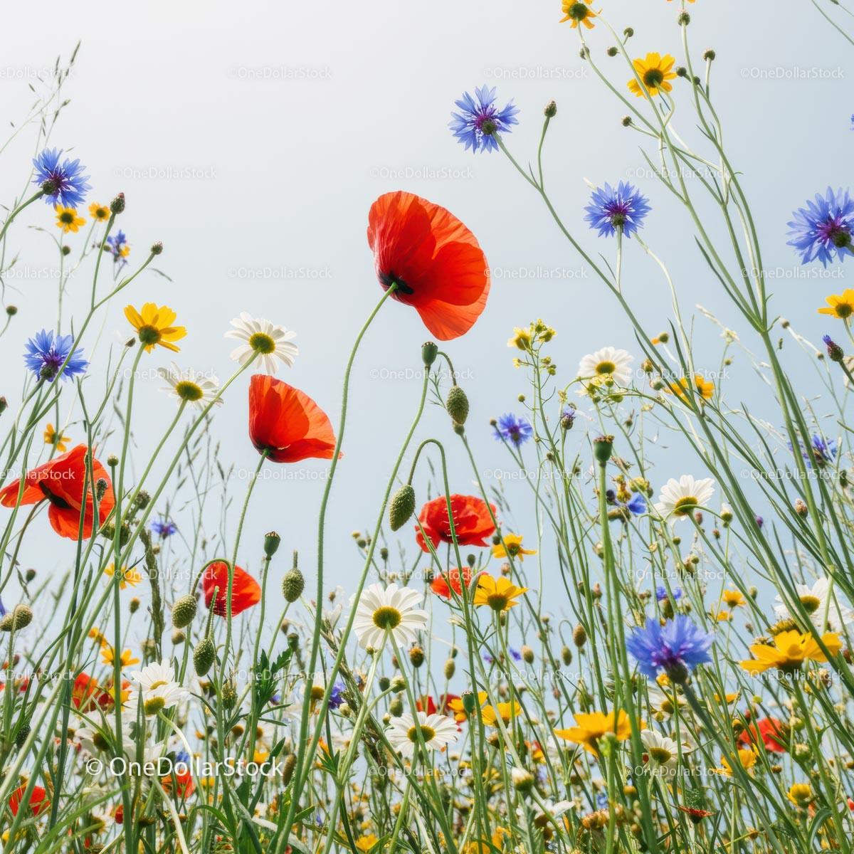 Vibrant Meadow with Poppies and Wildflowers Blooming