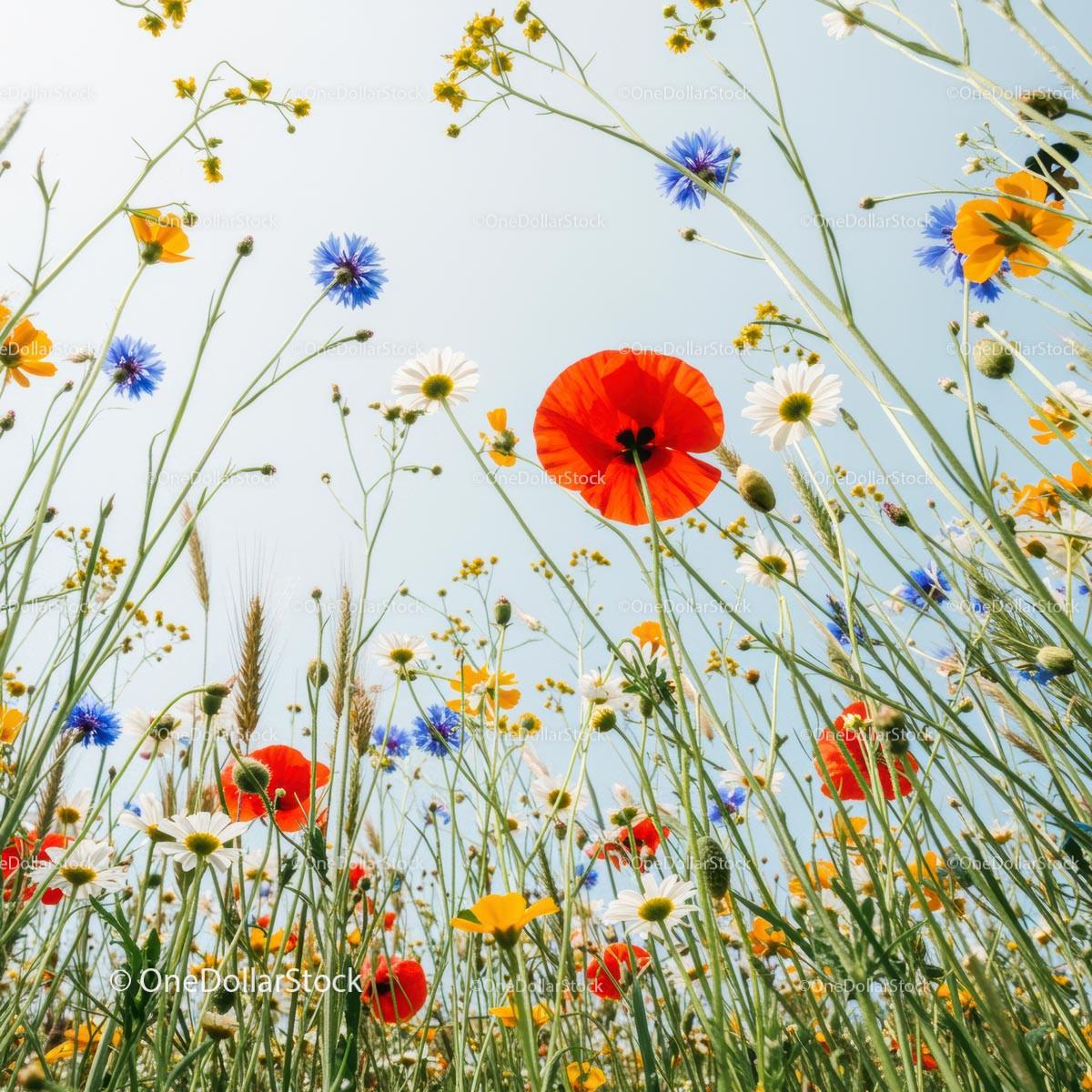 Vibrant Wildflower Meadow with Red Poppies and Daisies