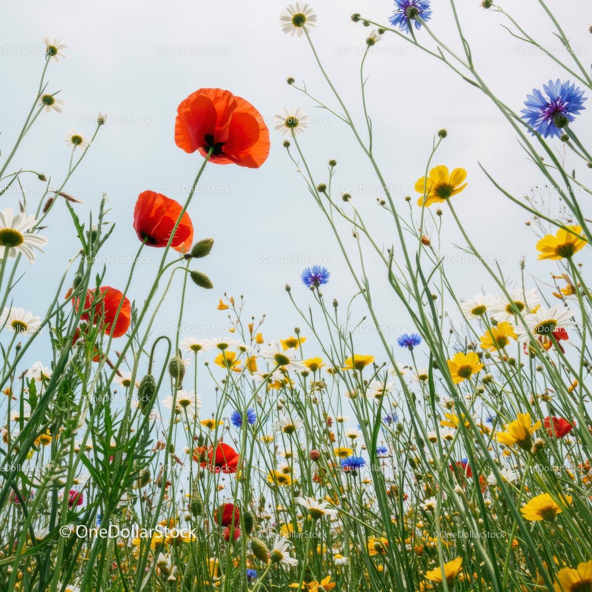 Vibrant Wildflower Meadow with Red Poppies and Daisies