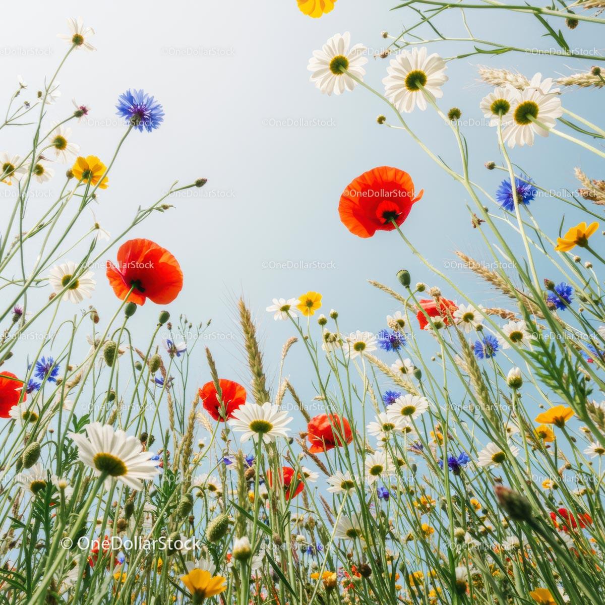 Vibrant Wildflowers in a Sunlit Meadow