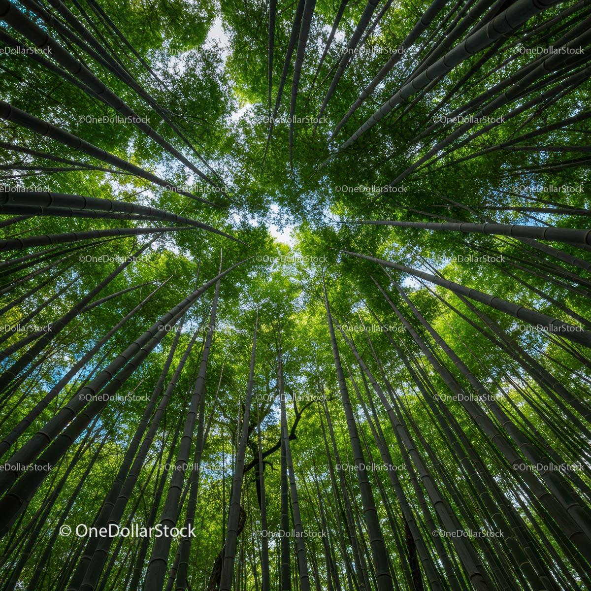 Majestic Bamboo Forest Canopy in Sunlight