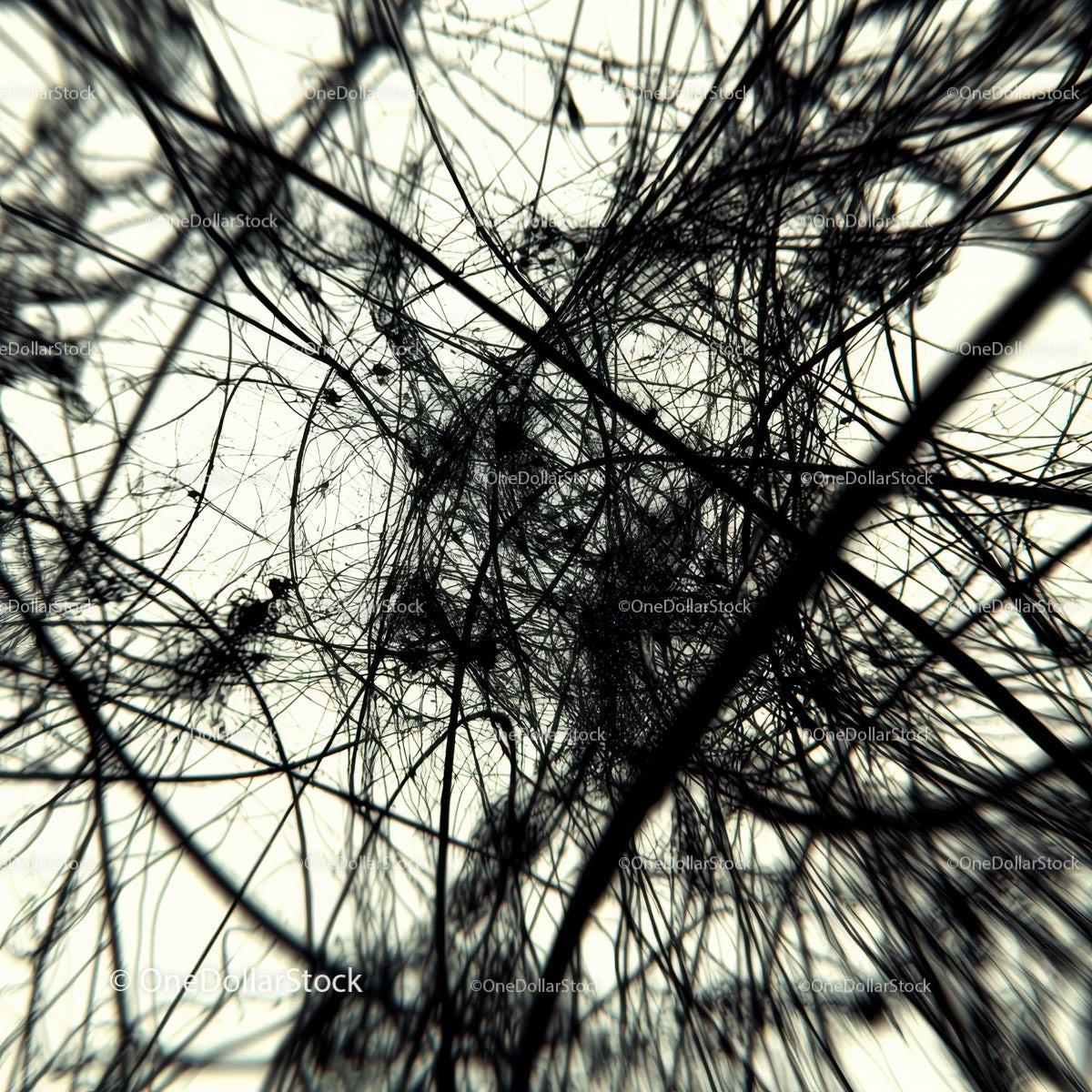 Intricate Abstract Network of Black Lines
