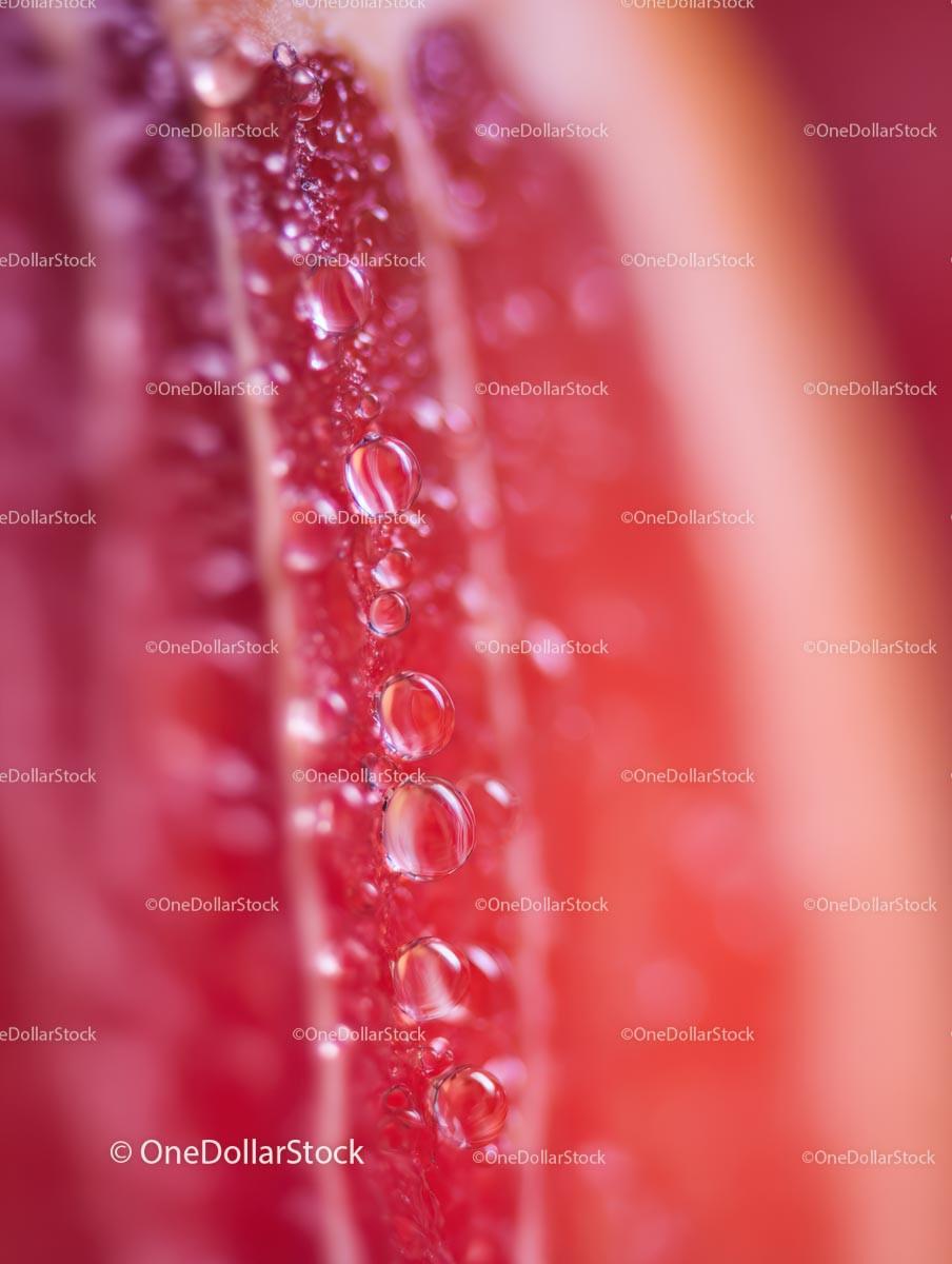 Macro Shot of Fresh Red Grapefruit with Water Droplets