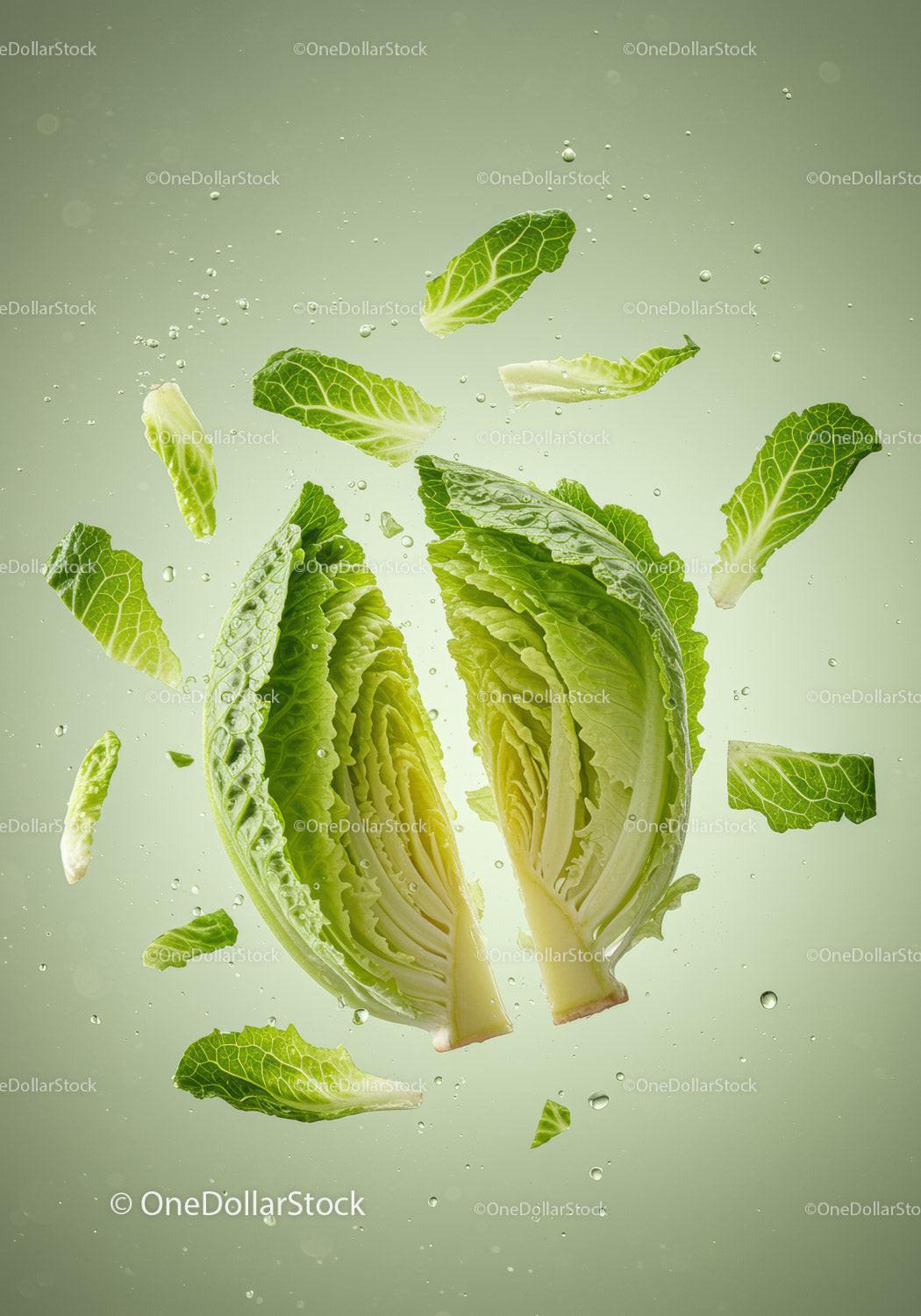 Fresh Romaine Lettuce Leaves Floating in Water