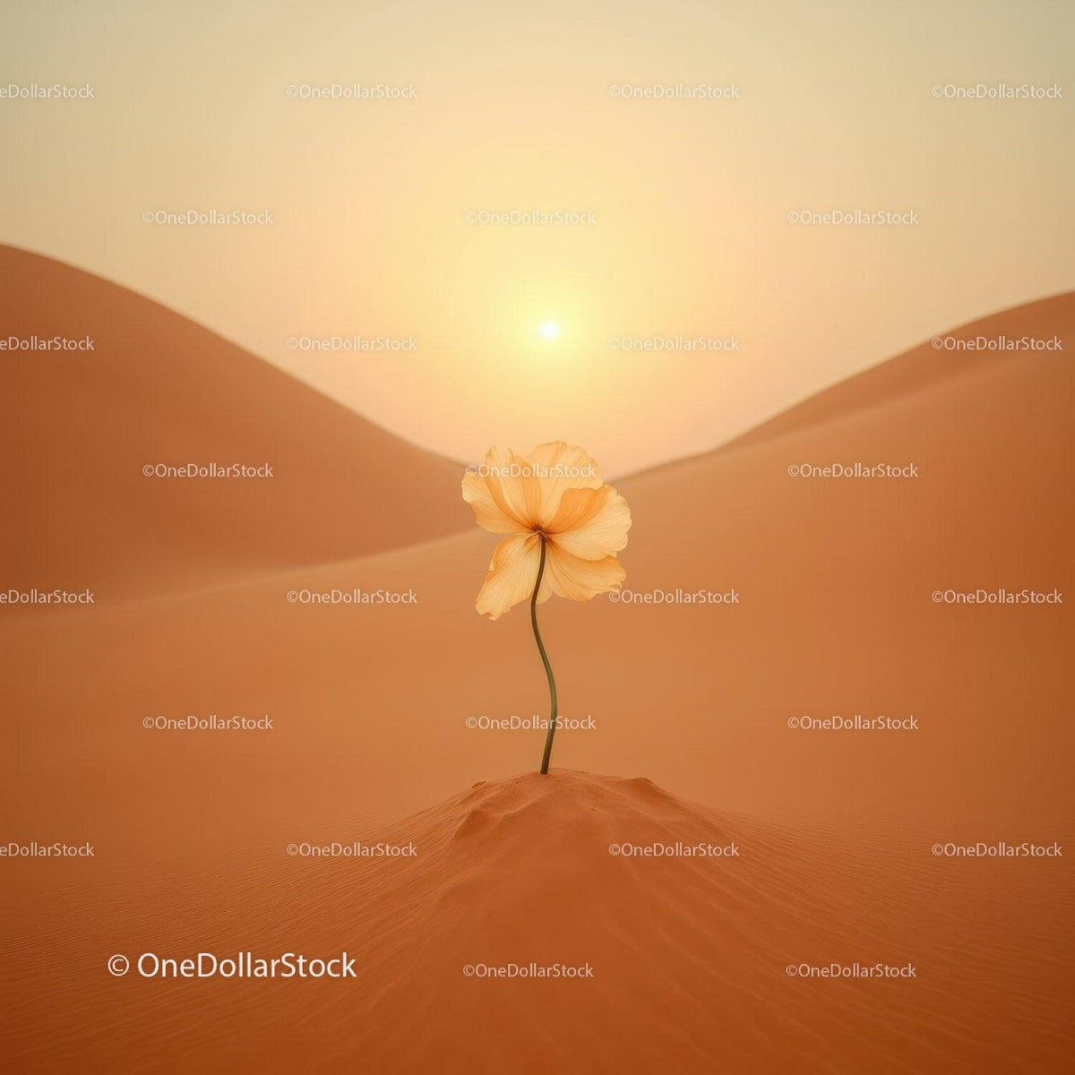 Delicate flower blooming alone in warm desert sunset