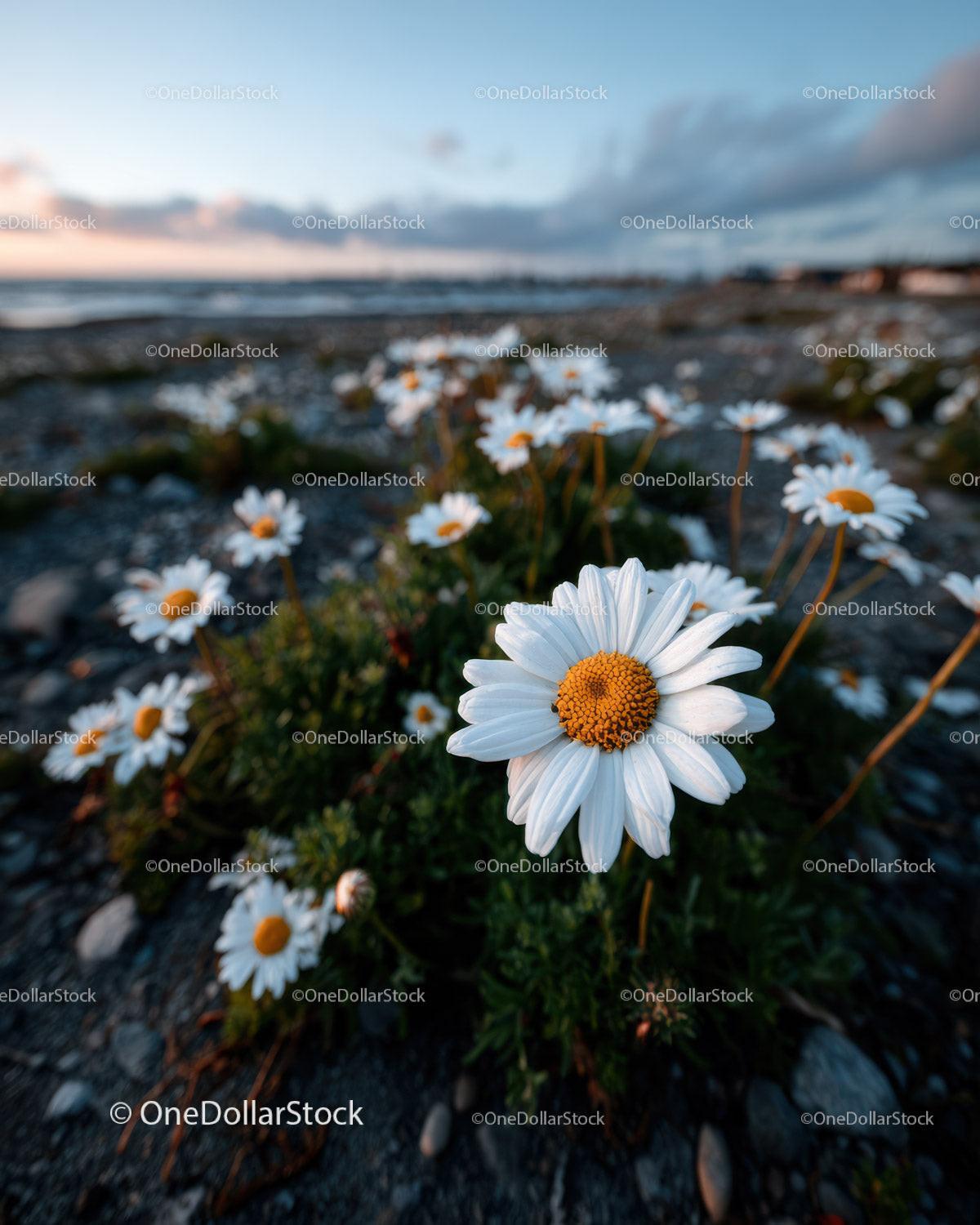 Wild Daisies Blooming in Meadow at Sunset Sky Stock Photo Bundle preview 32