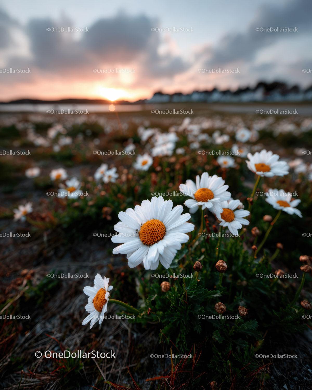 Wild Daisies Blooming in Meadow at Sunset Sky Stock Photo Bundle preview 12