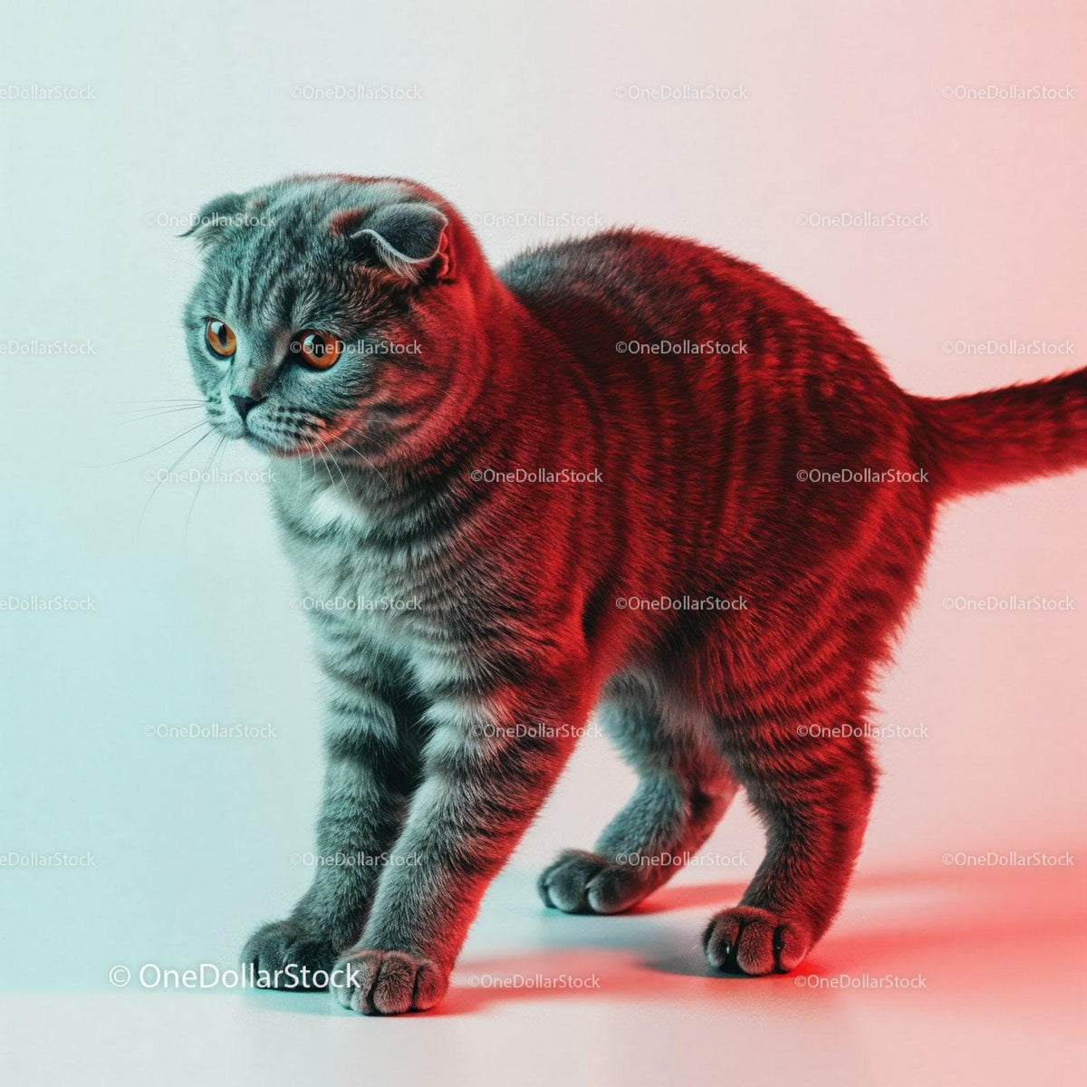 Playful Grey Tabby Cat in a Dynamic Pose with Striped Fur 34 JPG Files digital asset preview