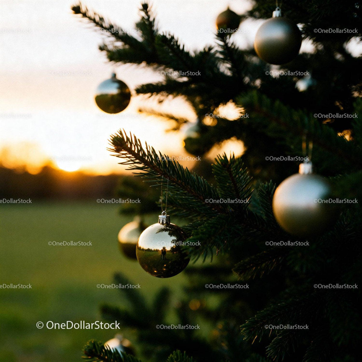 Golden baubles hanging on evergreen tree at sunset