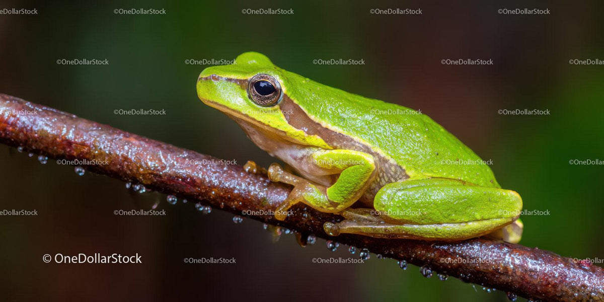 Close-up of Green Tree Frog on Branch in Natural Habitat