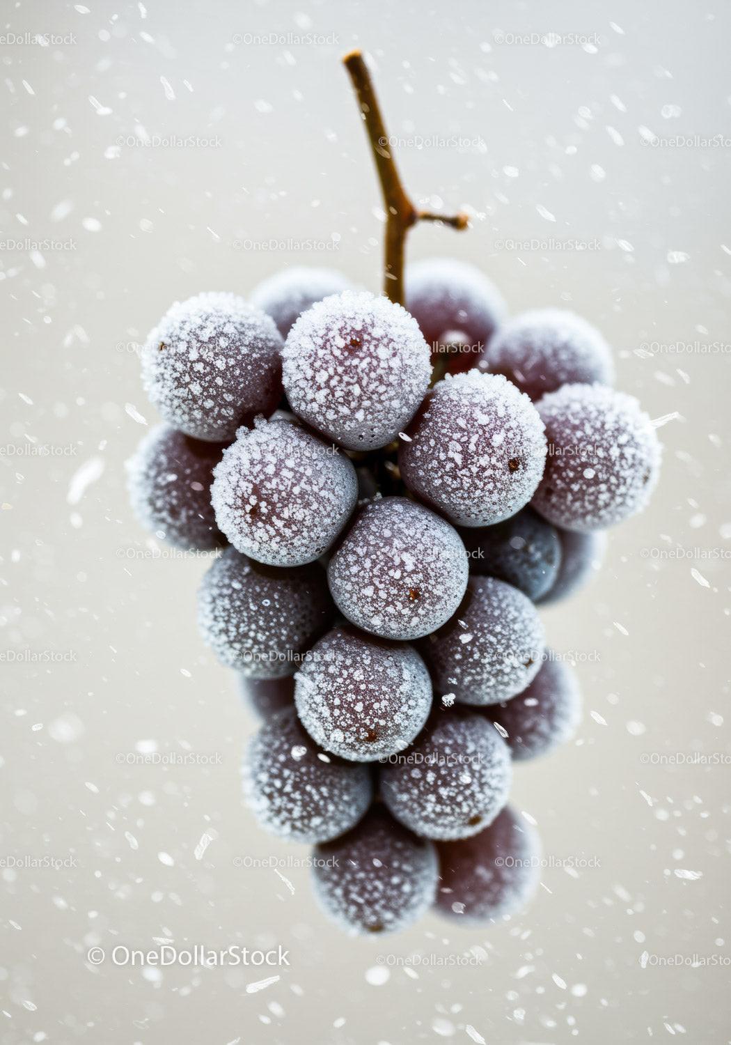 Frozen red grape cluster with frosty ice crystals