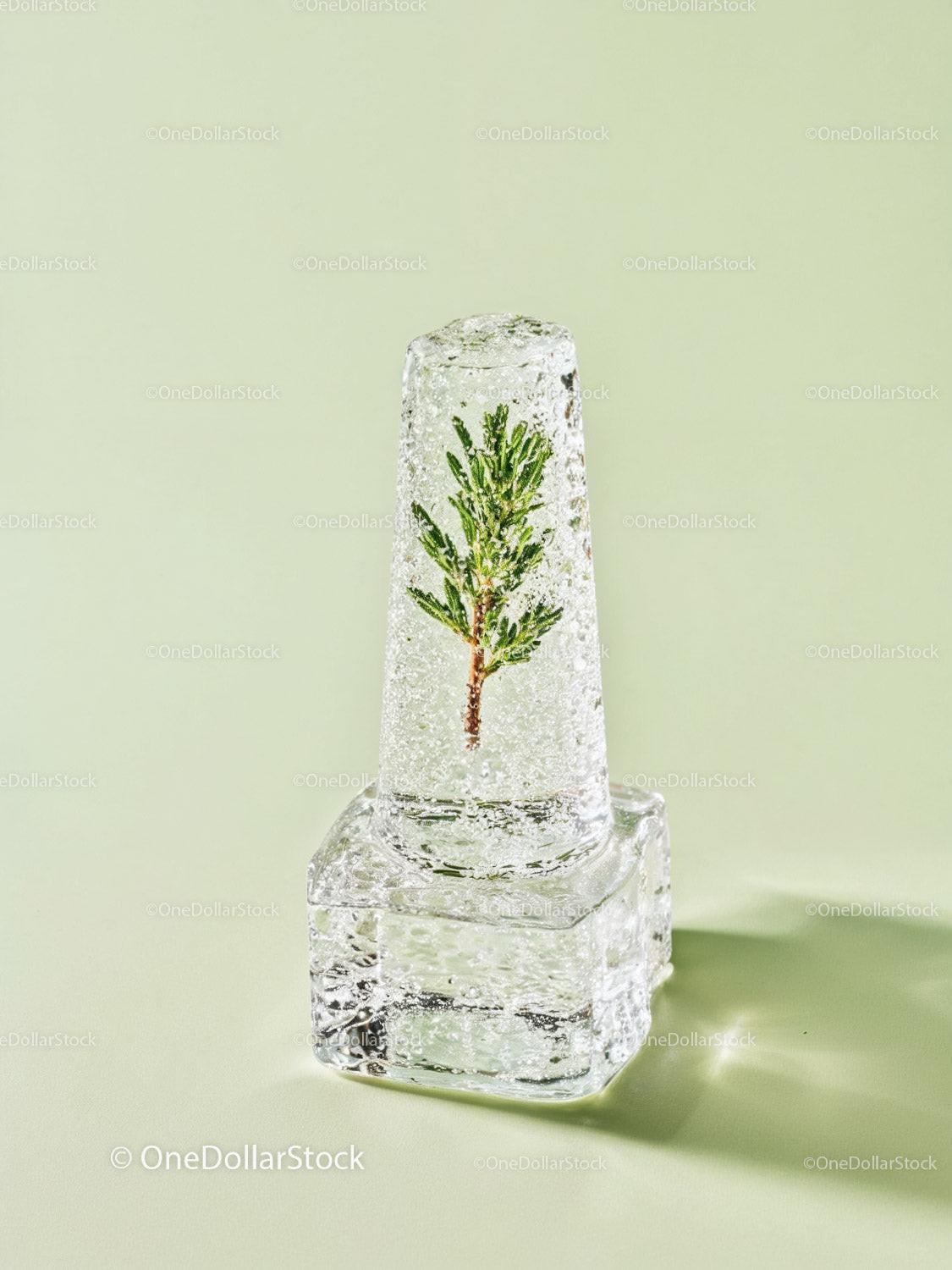 Green Pine Branch Frozen Inside Clear Ice Cube